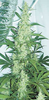 marijuana plant
