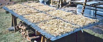 mesquite pods drying