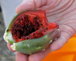 saguaro fruit