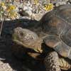desert tortoise