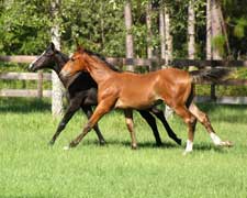 horses