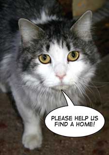 pet of the week