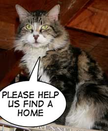 pet of the week