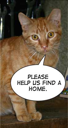 pet of the week