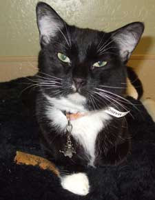 pet of the week