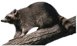 raccoon