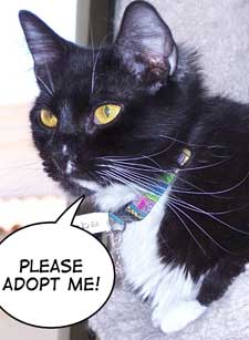 pet of the week simba