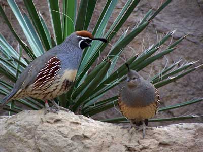 quail