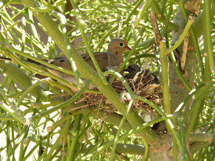 bird