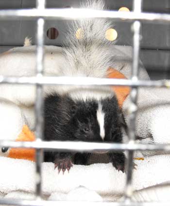 striped skunk