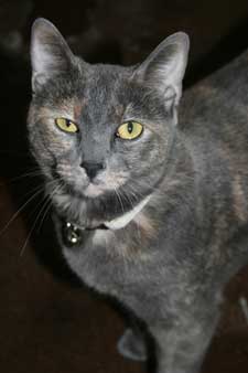 pet of the week - sally