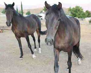 peruvian mares