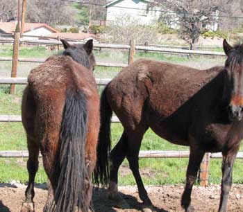 peruvian mares