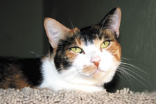 tinkerbell pet of the week