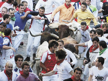 bulls