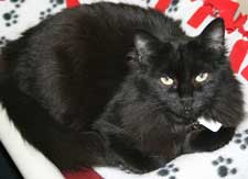 pet of the week lailie