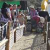 pig races