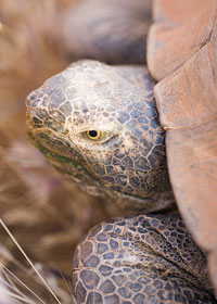 tortoise