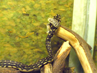 diamondback snake