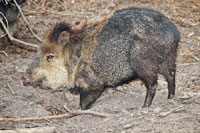 javelina