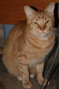 petof the week