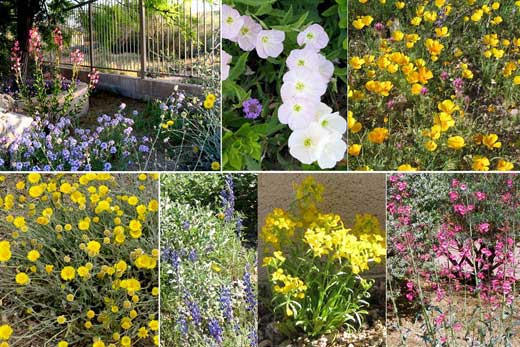 sonoran desert wildflowers