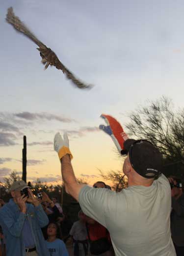 release of a great horned owl