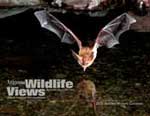 bat