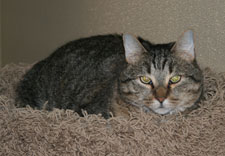 pet of the week