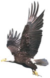 eagle
