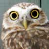 burrowing owl