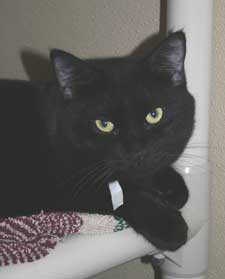 pet of the week sophia
