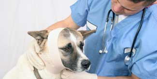 vet with dog