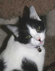 cleo