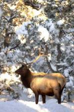 elk