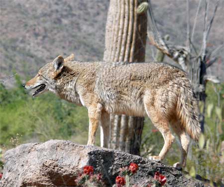 COYOTE