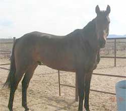 rescue horse