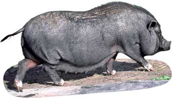pot bellied pig