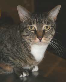 CAT BELLA