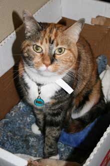 pet of the week
