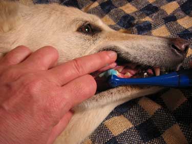 dog getting teeth brushed