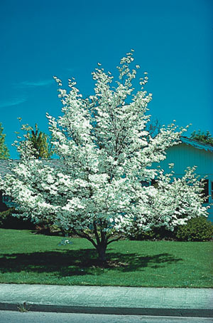 white dogwood