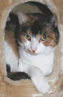 petof the week