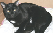 pet of the week