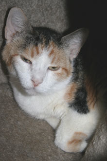 pet of the week