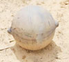 metal ball