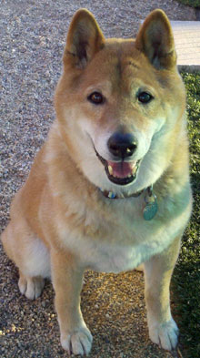 pet of the week