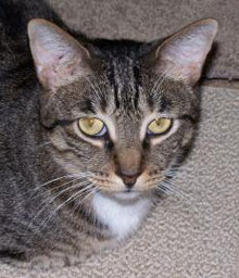 pet of the week