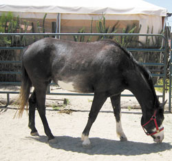 horse