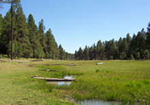 buck springs